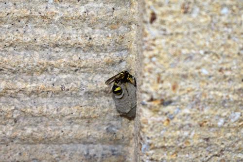 Eumenes sp.